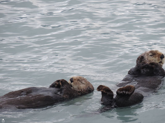 Sea Otters in Resurrection Bay