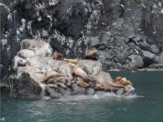 Stellar Sea Lions