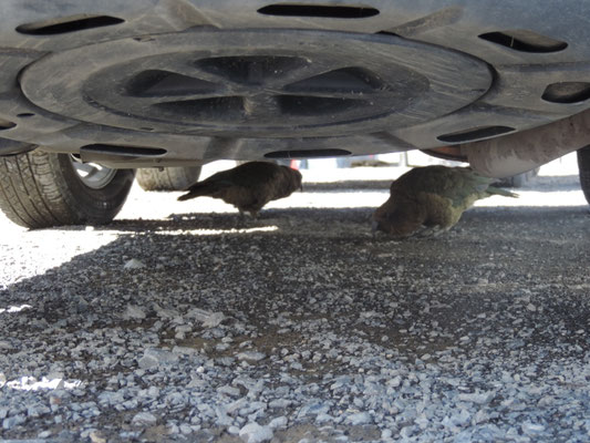 More rare and endangered Kea, Mount Hutt