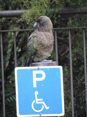 Yet another rare and endangered Kea