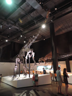 Dwarfed by a diplodocus
