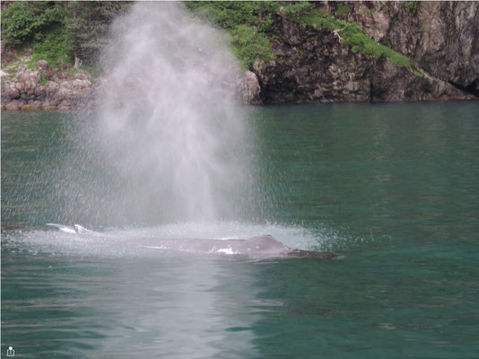 A humpback surfaces in Resurrection Bay