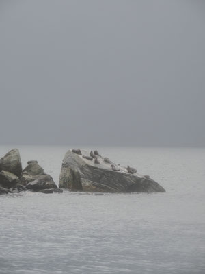 Seal Rock, Milford Sound