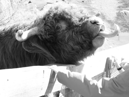 Second thoughts about hand feeding this Highlun Koo at Walter Peak Farm, Lake Wakatipu