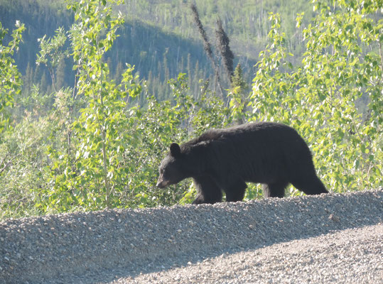 Black bear on the highway