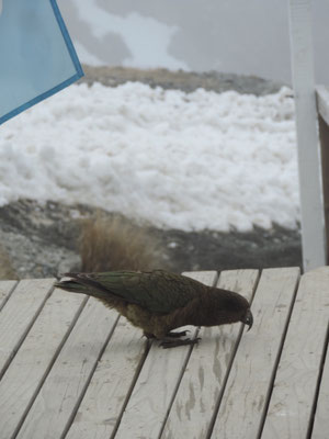 A rare and endangered Kea at Mount Cheeseman Ski Area