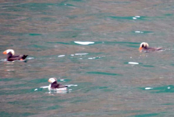Horned and Tufted Puffins