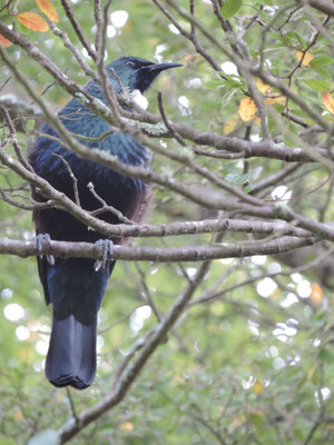 Tui, on the shores of Lake Te Anau