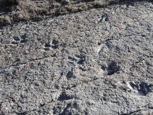 Dinosaur trackway, Enciso