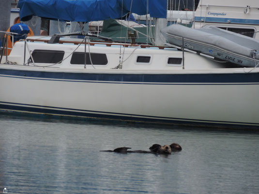 Sea Otters in Seward Boat Harbour