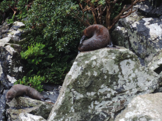 Seals in the bushes, Milford Sound