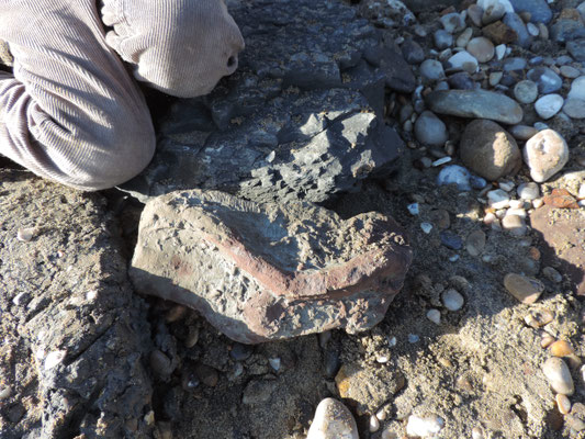 Found a fossil!! Culver Cliffs