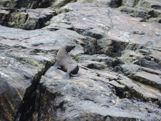 NZ Fur seals in Milford Sound