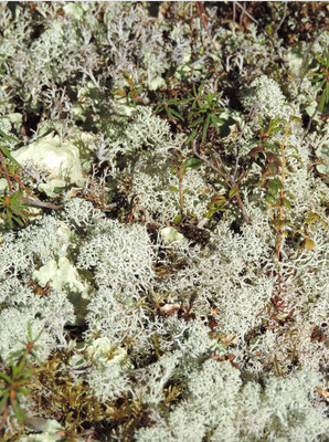 Fields of lichen provide food for Caribou