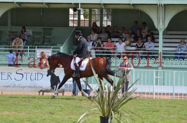 Démonstration de reprise de dressage étalon - TS GRADADELL - 59