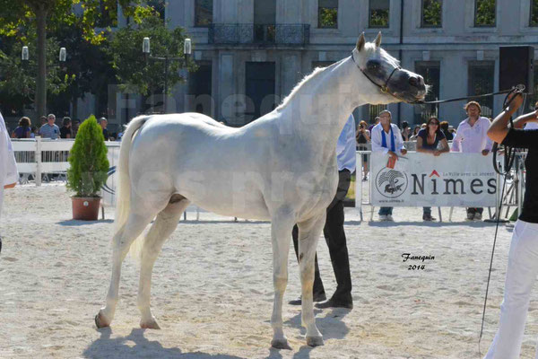 Concours national de Nîmes 2014 - ESTA ESPLANAN - Notre Sélection - 14