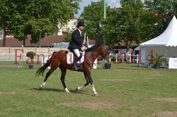 Démonstration de reprise de dressage étalon - TS GRADADELL - 26