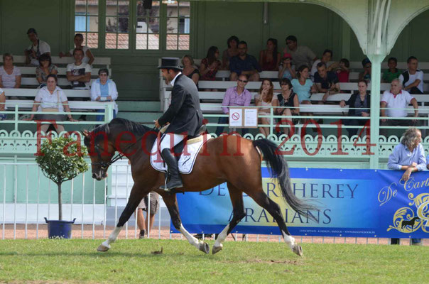 Démonstration de reprise de dressage étalon - TS GRADADELL - 57
