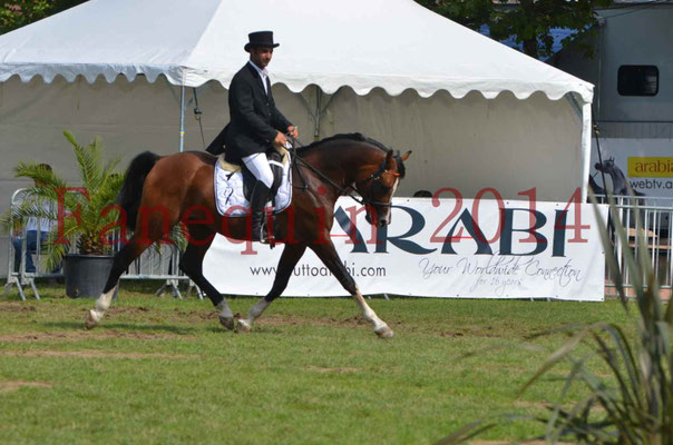 Démonstration de reprise de dressage étalon - TS GRADADELL - 49