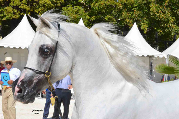 Concours national de Nîmes 2014 - ESTA ESPLANAN - Notre Sélection - Portraits - 12