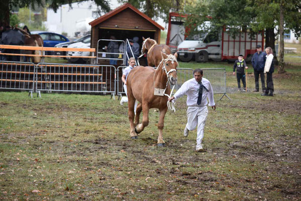 Concours Régional de chevaux de traits en 2017 - Trait COMTOIS - FRISBY DE GRILLOLES - 5