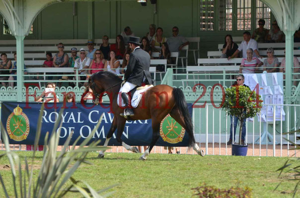 Démonstration de reprise de dressage étalon - TS GRADADELL - 12