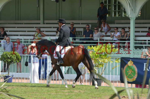 Démonstration de reprise de dressage étalon - TS GRADADELL - 14