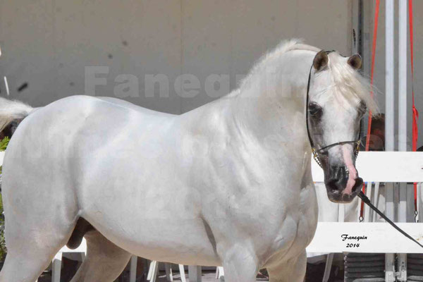 Concours national de Nîmes 2014 - ESTA ESPLANAN - Notre Sélection - Portraits - 01