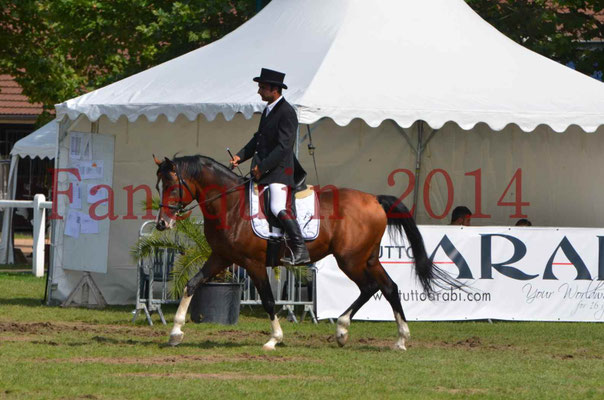 Démonstration de reprise de dressage étalon - TS GRADADELL - 19