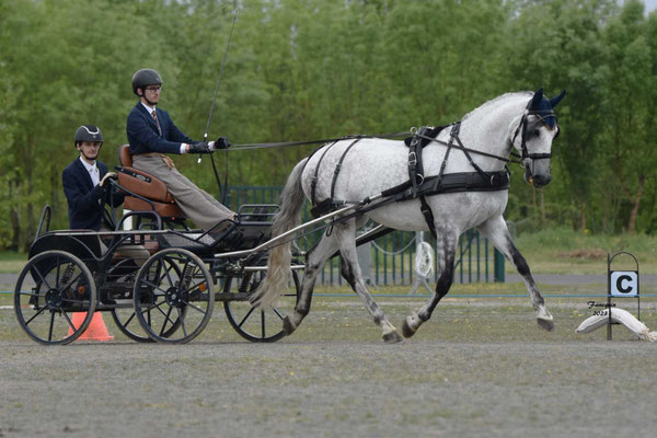 Concours d'attelage à Cap Découverte les 22 & 23 Avril 2023 - Amateur 1 grand prix solo meneur BOUSQUET Théo