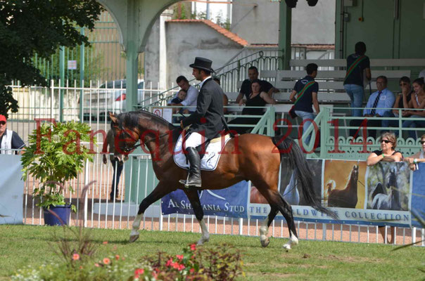 Démonstration de reprise de dressage étalon - TS GRADADELL - 17