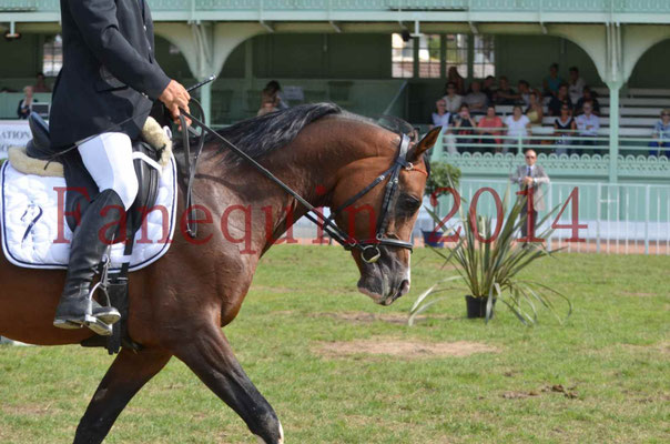 Démonstration de reprise de dressage étalon - TS GRADADELL - 53