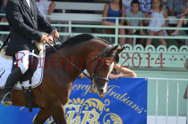 Démonstration de reprise de dressage étalon - TS GRADADELL - 37
