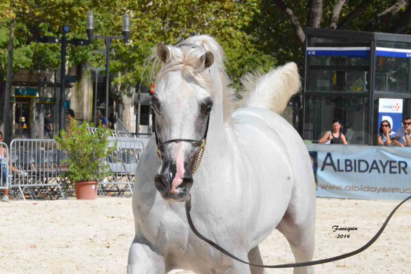 Concours national de Nîmes 2014 - ESTA ESPLANAN - Notre Sélection - Portraits - 07