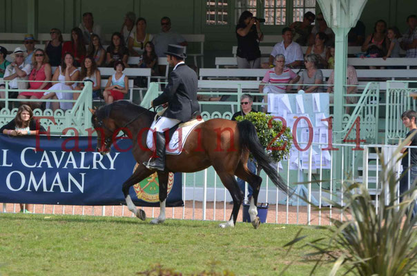 Démonstration de reprise de dressage étalon - TS GRADADELL - 61