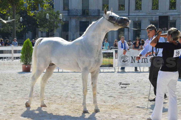 Concours national de Nîmes 2014 - ESTA ESPLANAN - Notre Sélection - 13