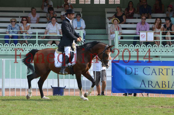 Démonstration de reprise de dressage étalon - TS GRADADELL - 70