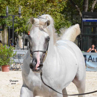 Concours national de Nîmes 2014 - ESTA ESPLANAN - Notre Sélection - Portraits - 06