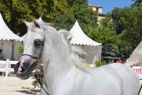 Concours national de Nîmes 2014 - ESTA ESPLANAN - Notre Sélection - Portraits - 11