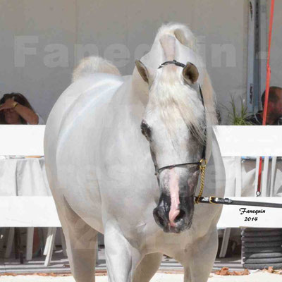 Concours national de Nîmes 2014 - ESTA ESPLANAN - Notre Sélection - Portraits - 05