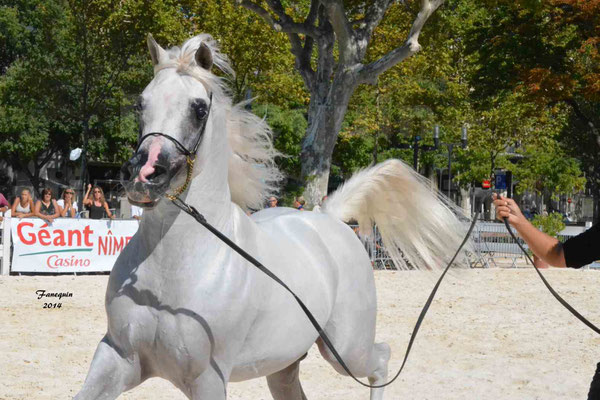 Concours national de Nîmes 2014 - ESTA ESPLANAN - Notre Sélection - Portraits - 08