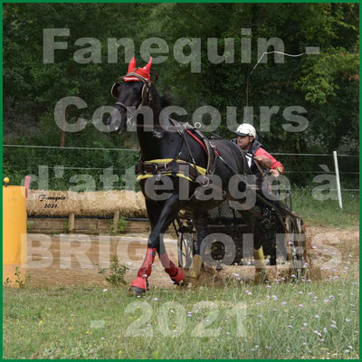 Concours Régional d'attelage à BRIGNOLES - TRUCHET Vincent - solo cheval