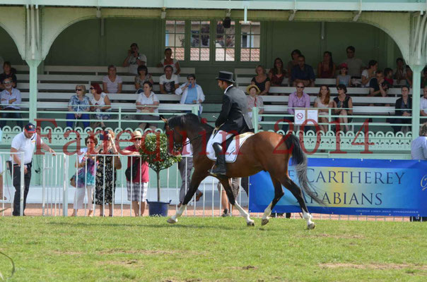 Démonstration de reprise de dressage étalon - TS GRADADELL - 06