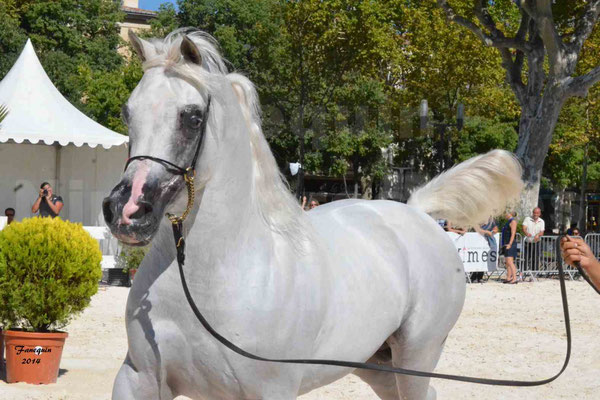 Concours national de Nîmes 2014 - ESTA ESPLANAN - Notre Sélection - Portraits - 09