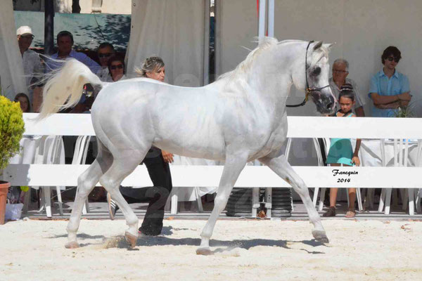 Concours national de Nîmes 2014 - ESTA ESPLANAN - Notre Sélection - 10