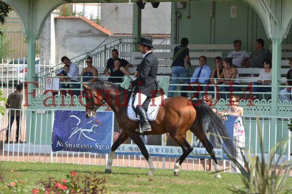 Démonstration de reprise de dressage étalon - TS GRADADELL - 15