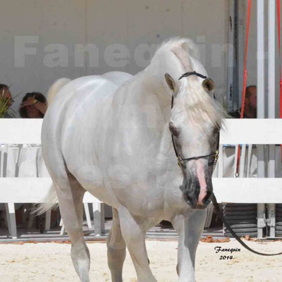 Concours national de Nîmes 2014 - ESTA ESPLANAN - Notre Sélection - Portraits - 02