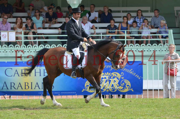 Démonstration de reprise de dressage étalon - TS GRADADELL - 71
