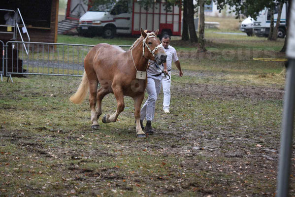 Concours Régional de chevaux de traits en 2017 - Trait COMTOIS - FLOIRIDE 2 - 2