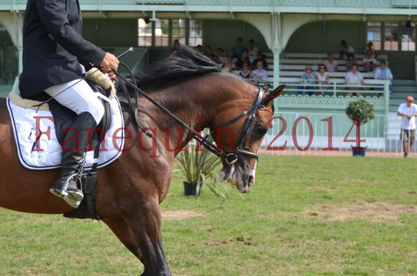 Démonstration de reprise de dressage étalon - TS GRADADELL - 54